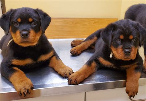 rottweiler breeders texas